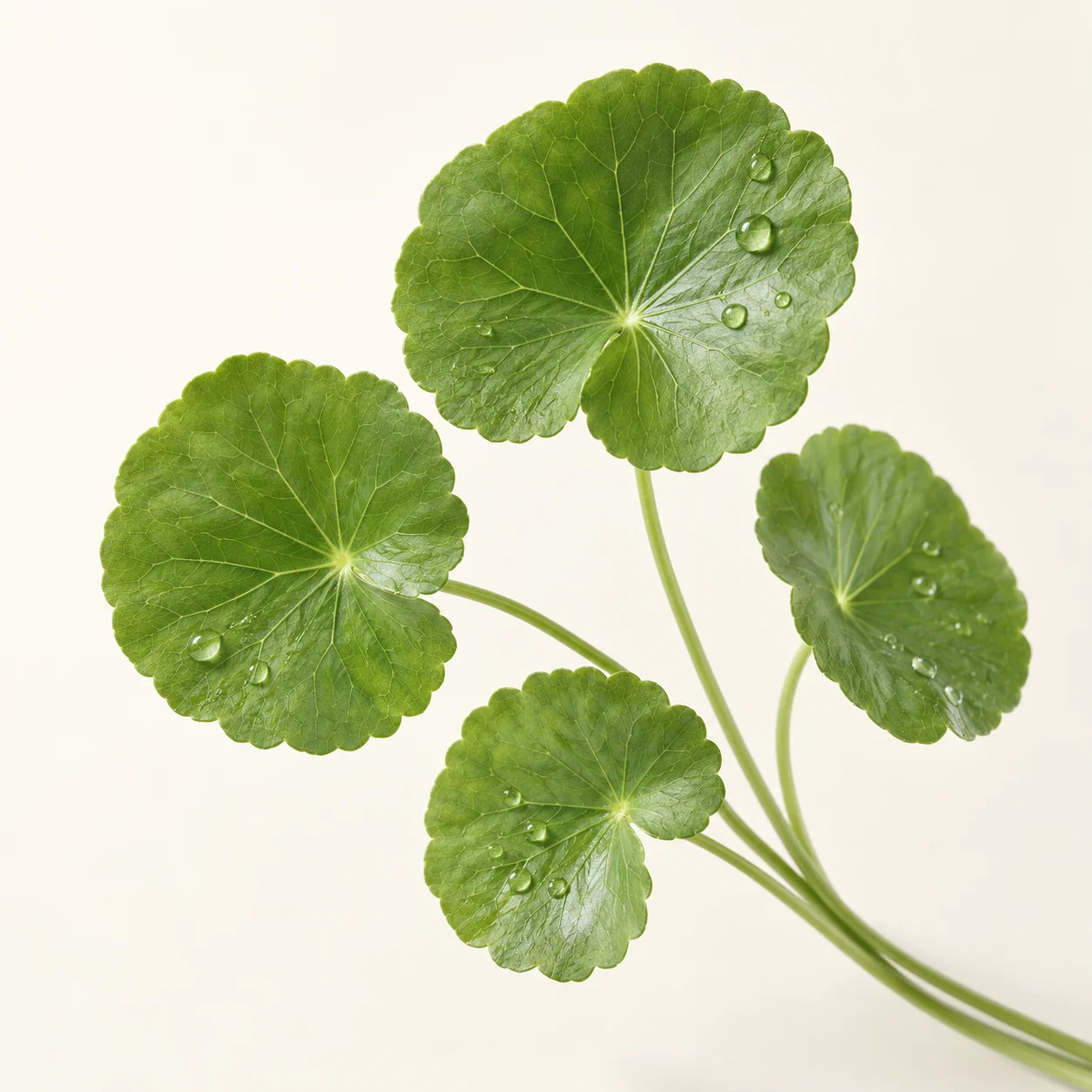 Fresh Centella Asiatica leaves